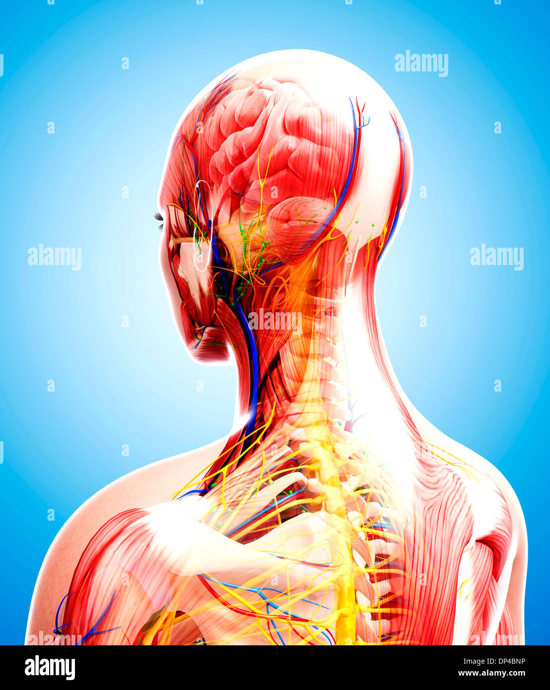 Anatomia Umana, artwork Foto Stock