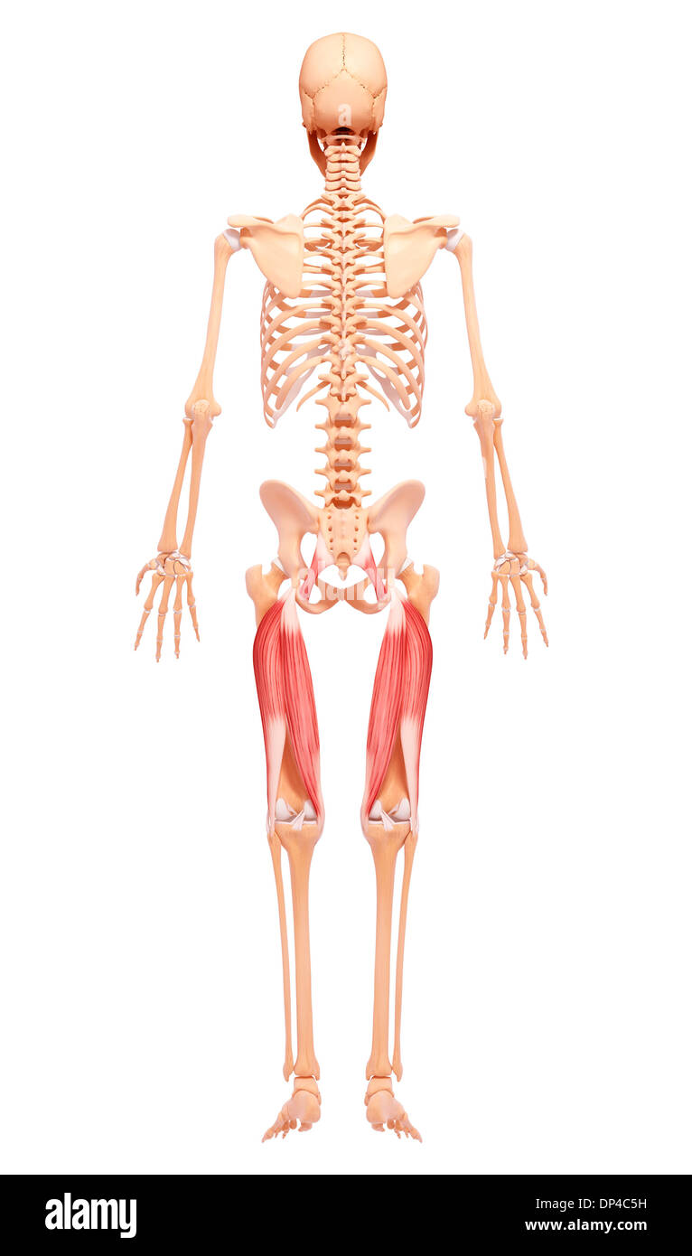 Gamba umana la muscolatura, artwork Foto Stock