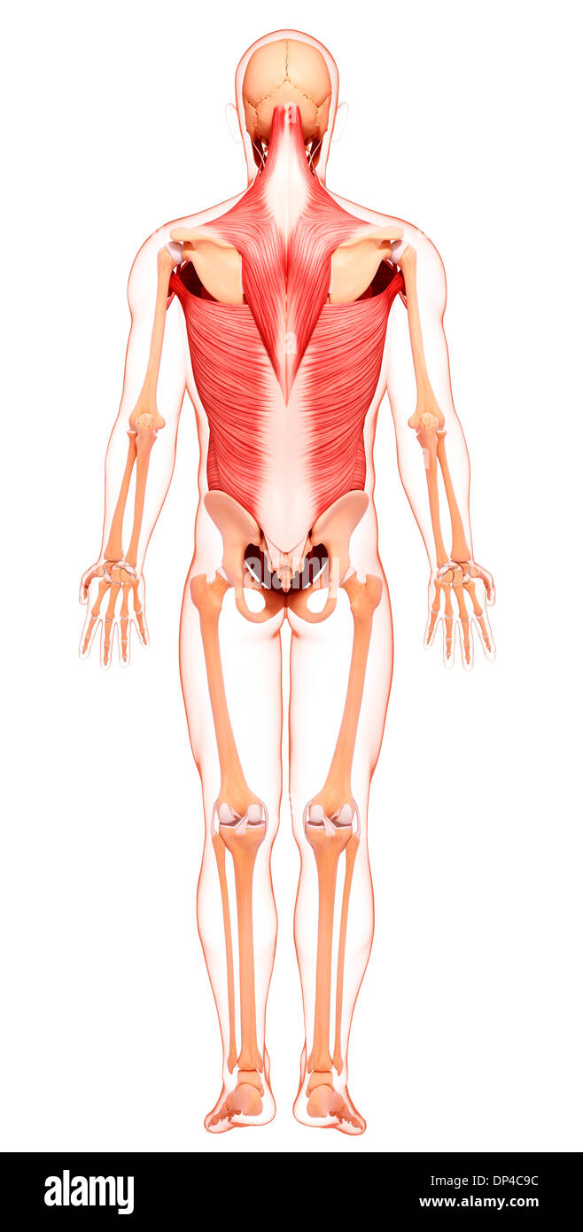 Muscolatura umana, artwork Foto Stock