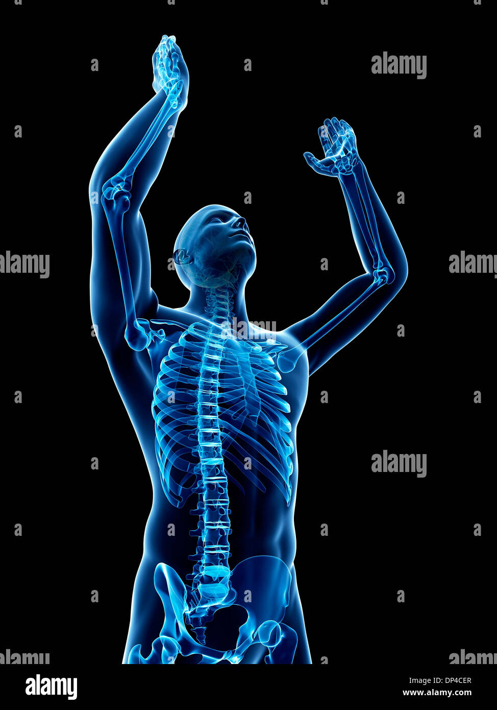 Scheletro maschio, artwork Foto Stock