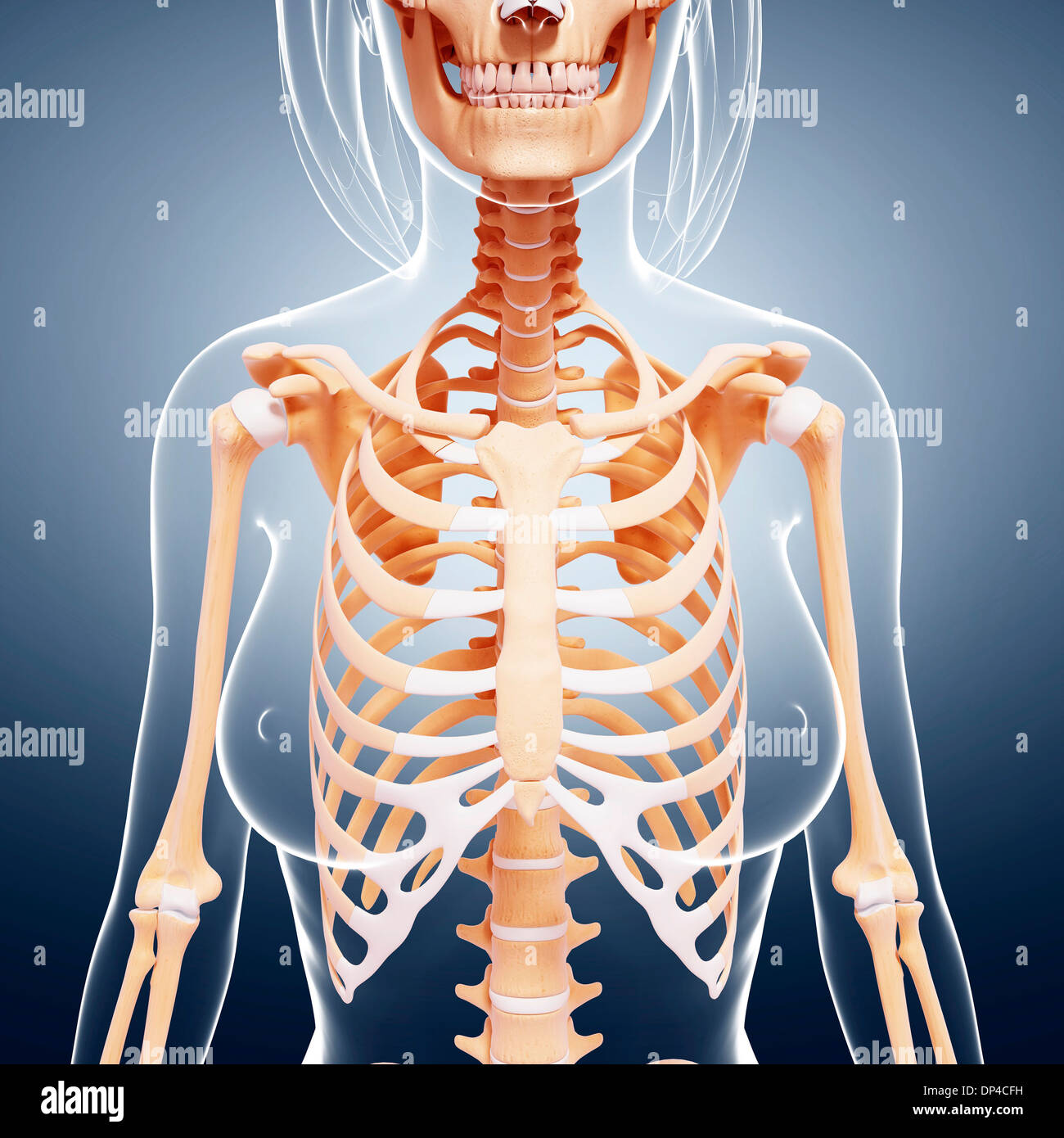 Scheletro femminile, artwork Foto Stock