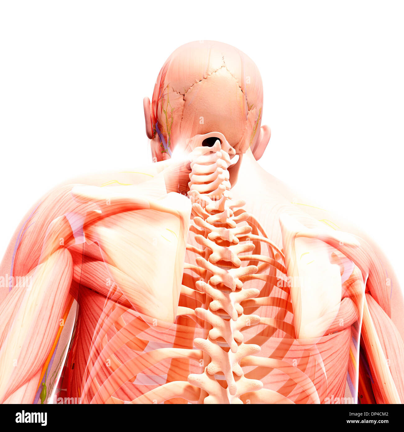 Anatomia Umana, artwork Foto Stock