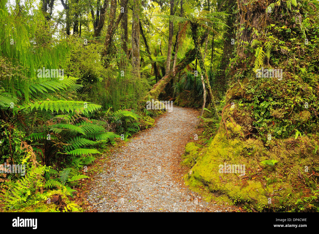 Percorso attraverso la foresta pluviale temperata, Haast, nella costa occidentale dell'Isola del Sud, Nuova Zelanda Foto Stock