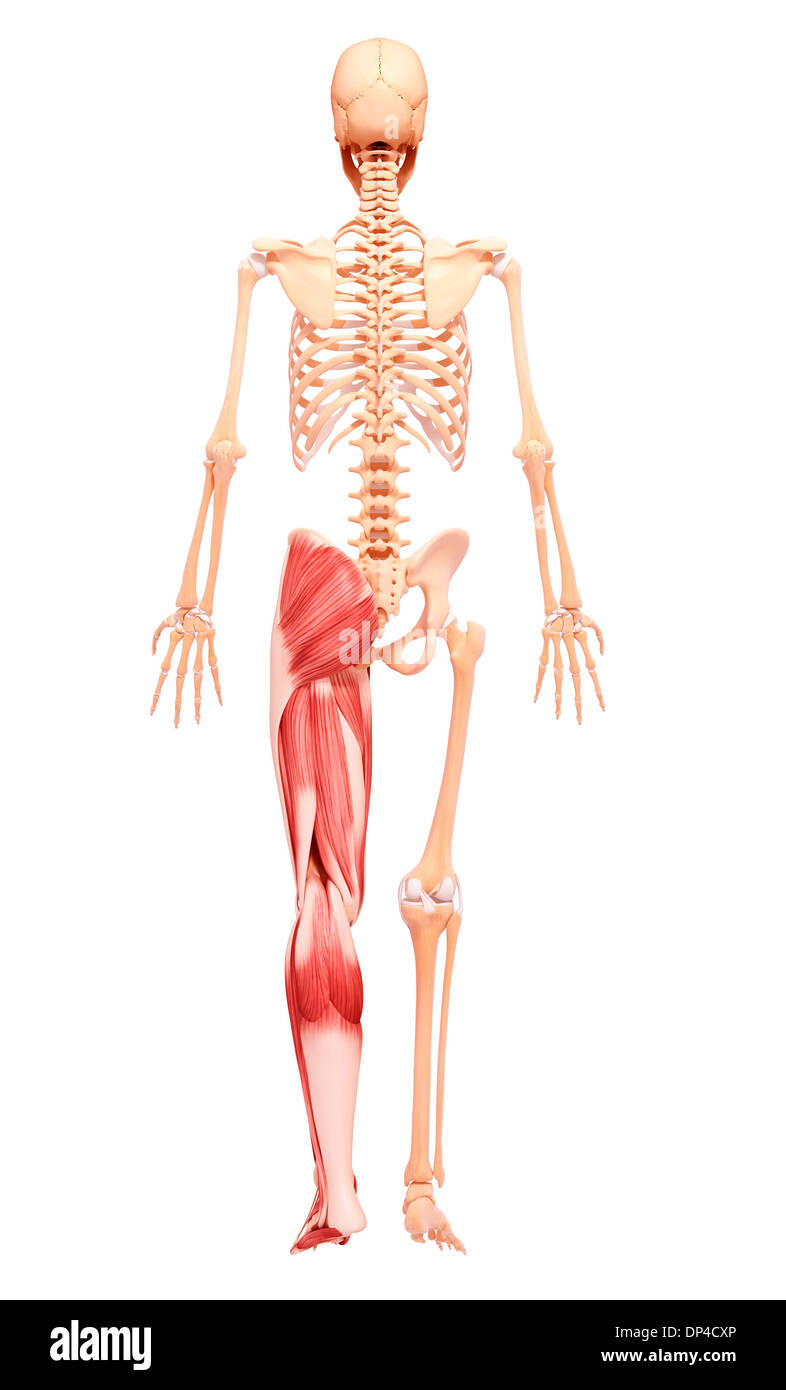 Gamba umana la muscolatura, artwork Foto Stock