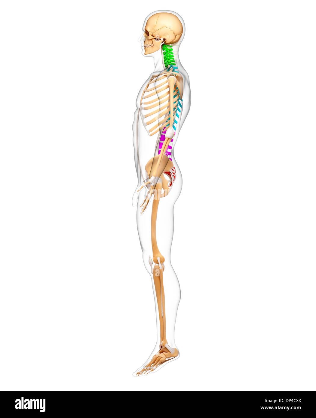 Scheletro umano, artwork Foto Stock