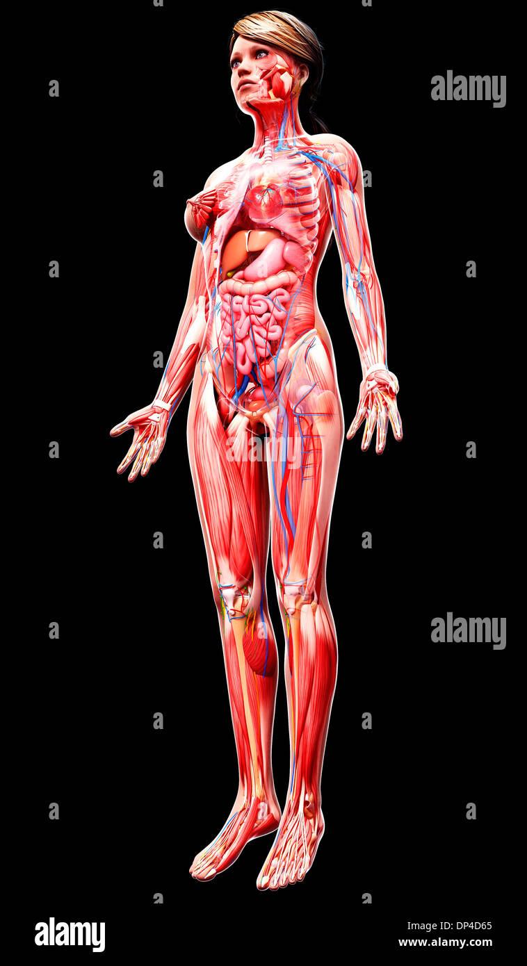 Anatomia femminile, artwork Foto Stock