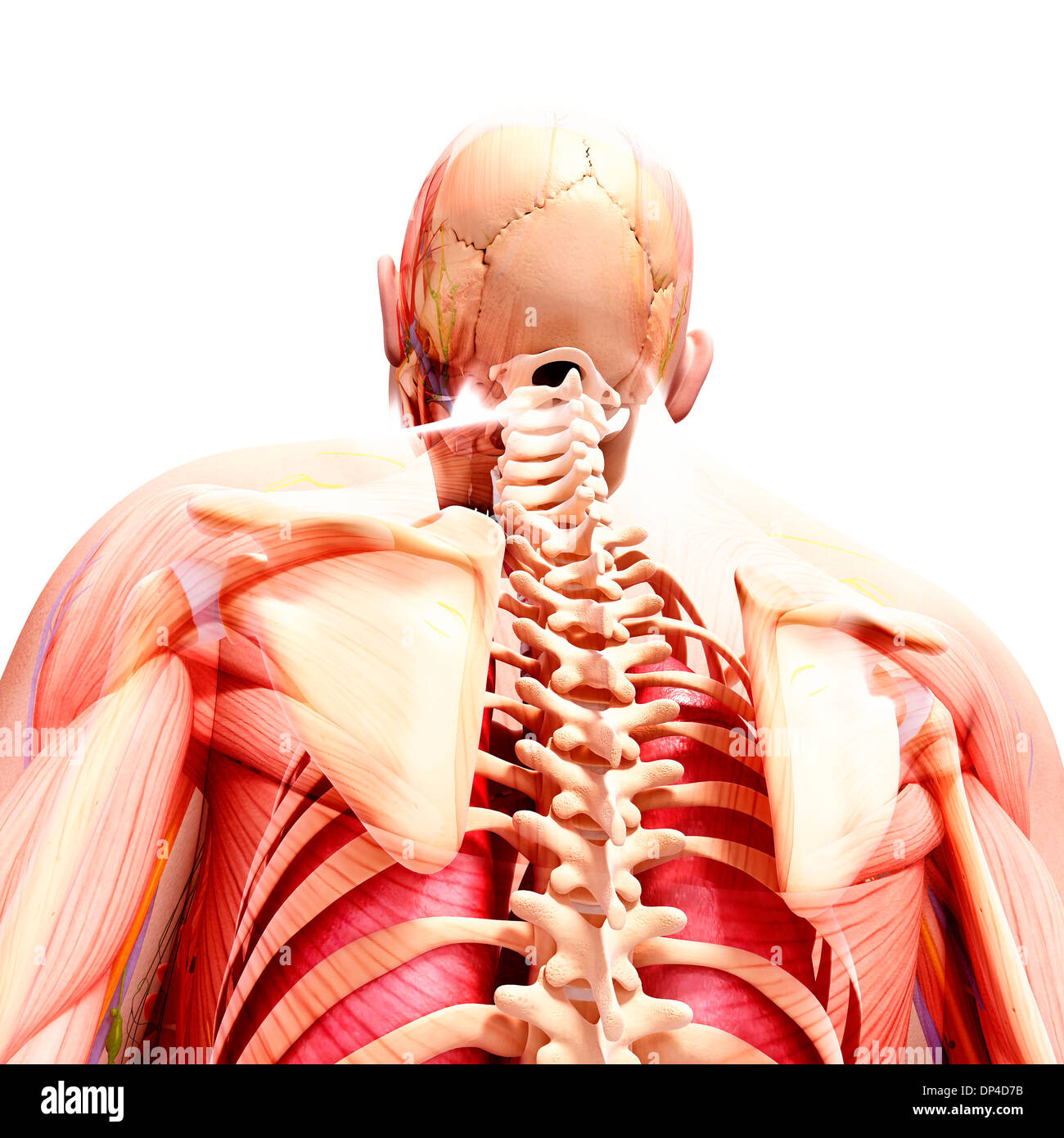 Anatomia Umana, artwork Foto Stock