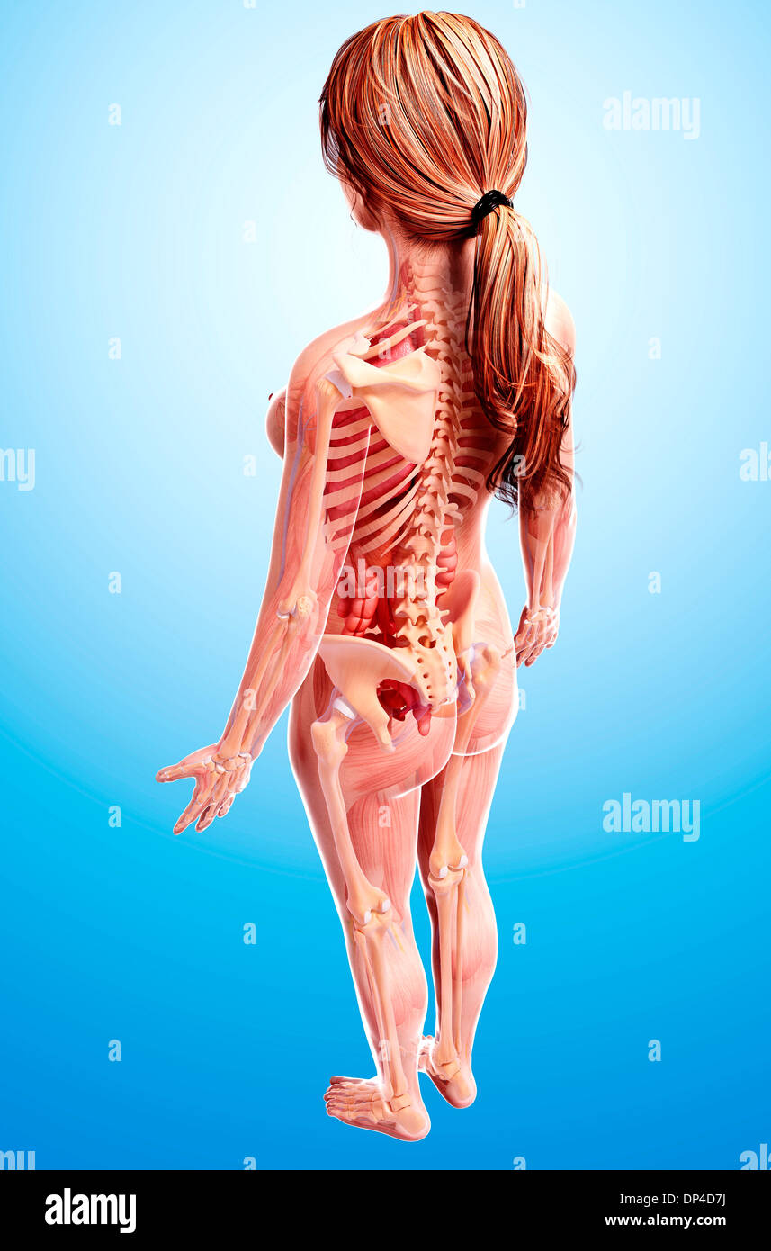 Anatomia femminile, artwork Foto Stock