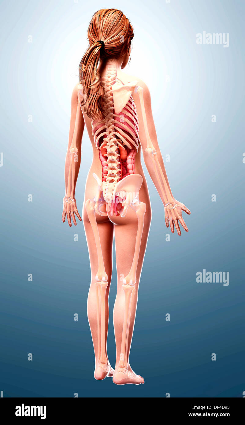 Anatomia femminile, artwork Foto Stock