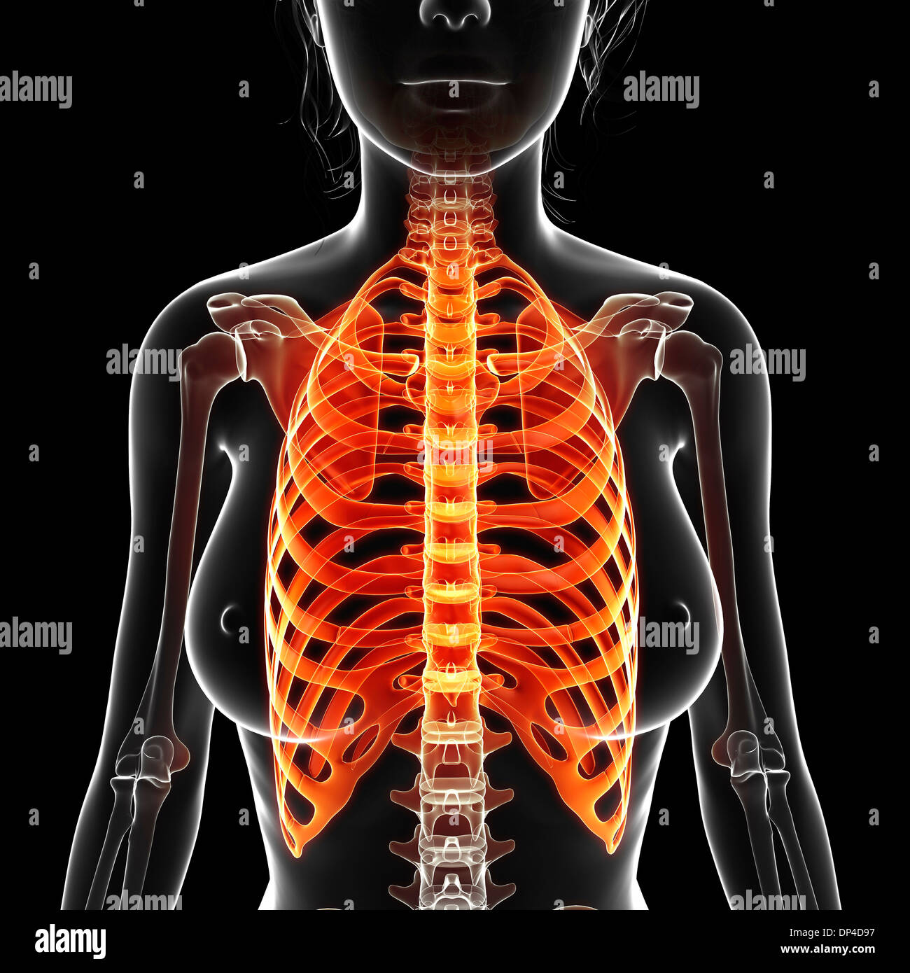 Scheletro femminile, artwork Foto Stock