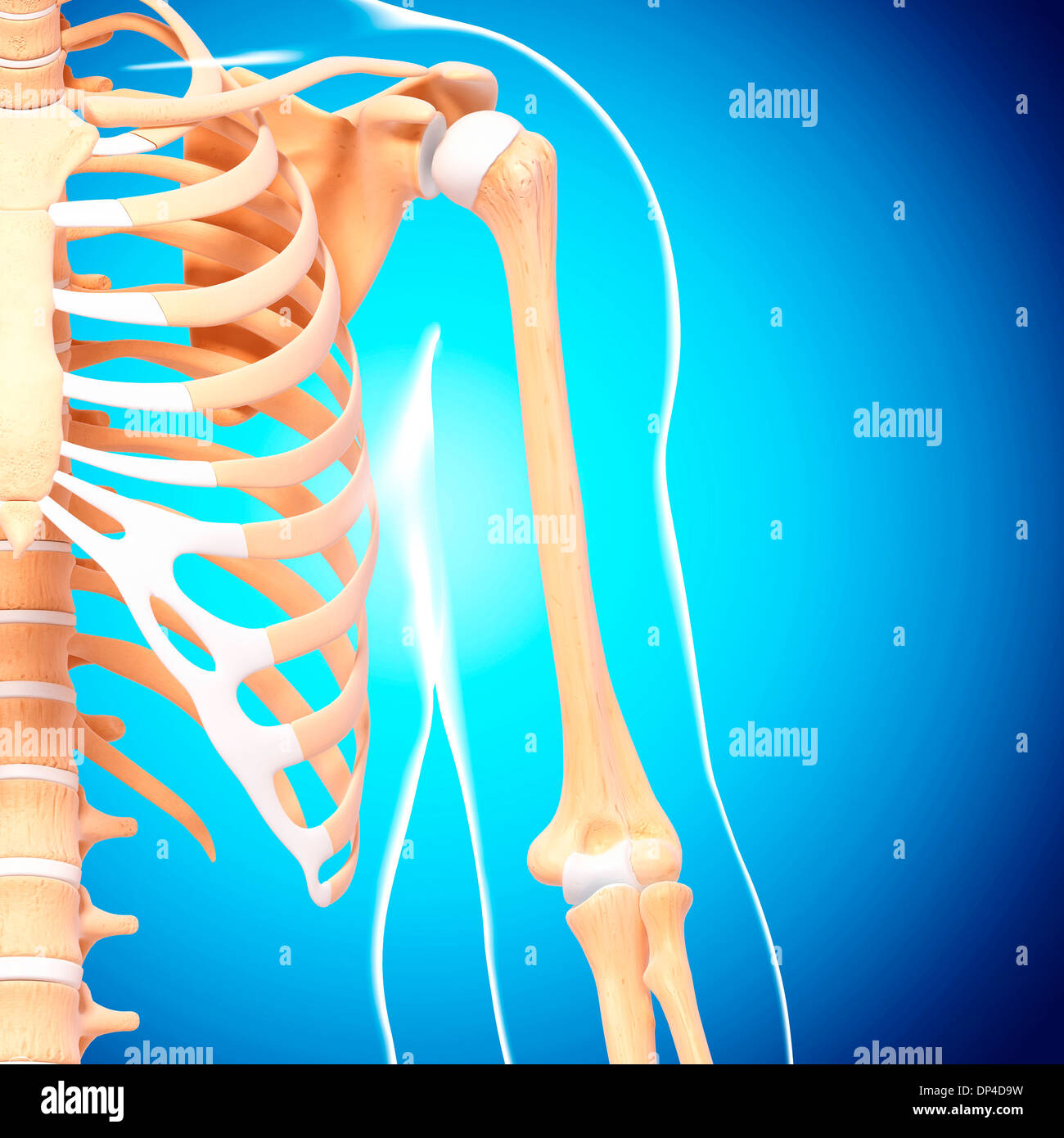 Scheletro umano, artwork Foto Stock