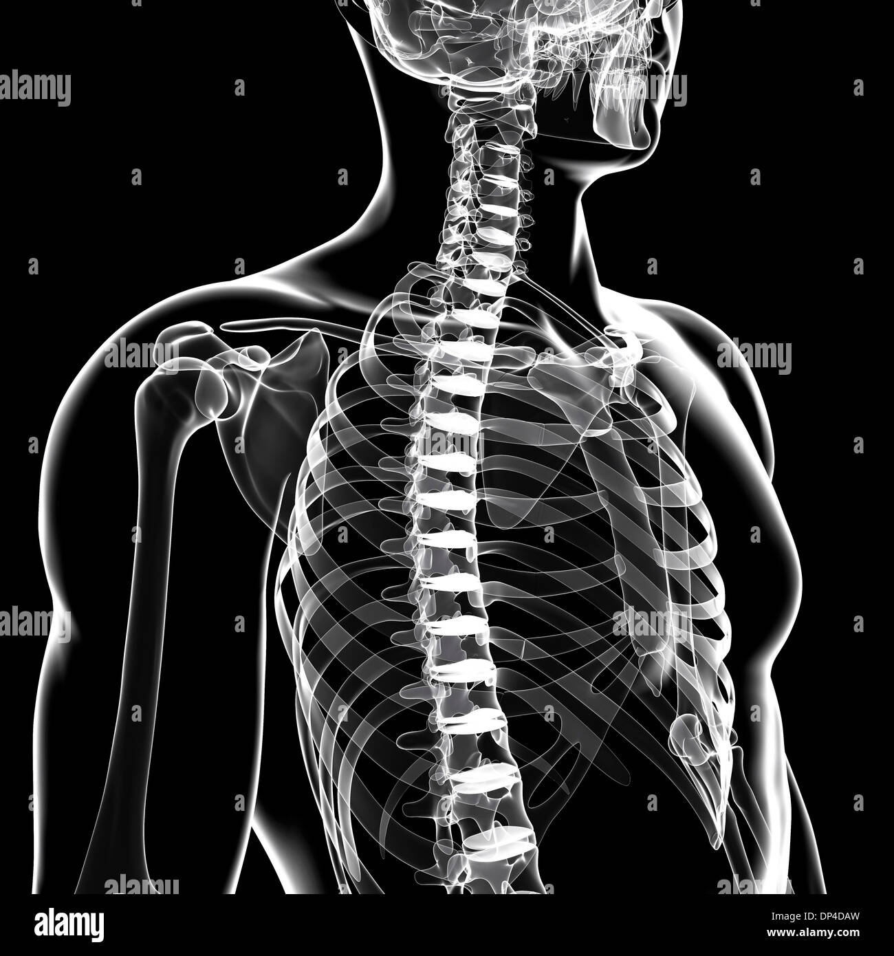 Scheletro umano, artwork Foto Stock