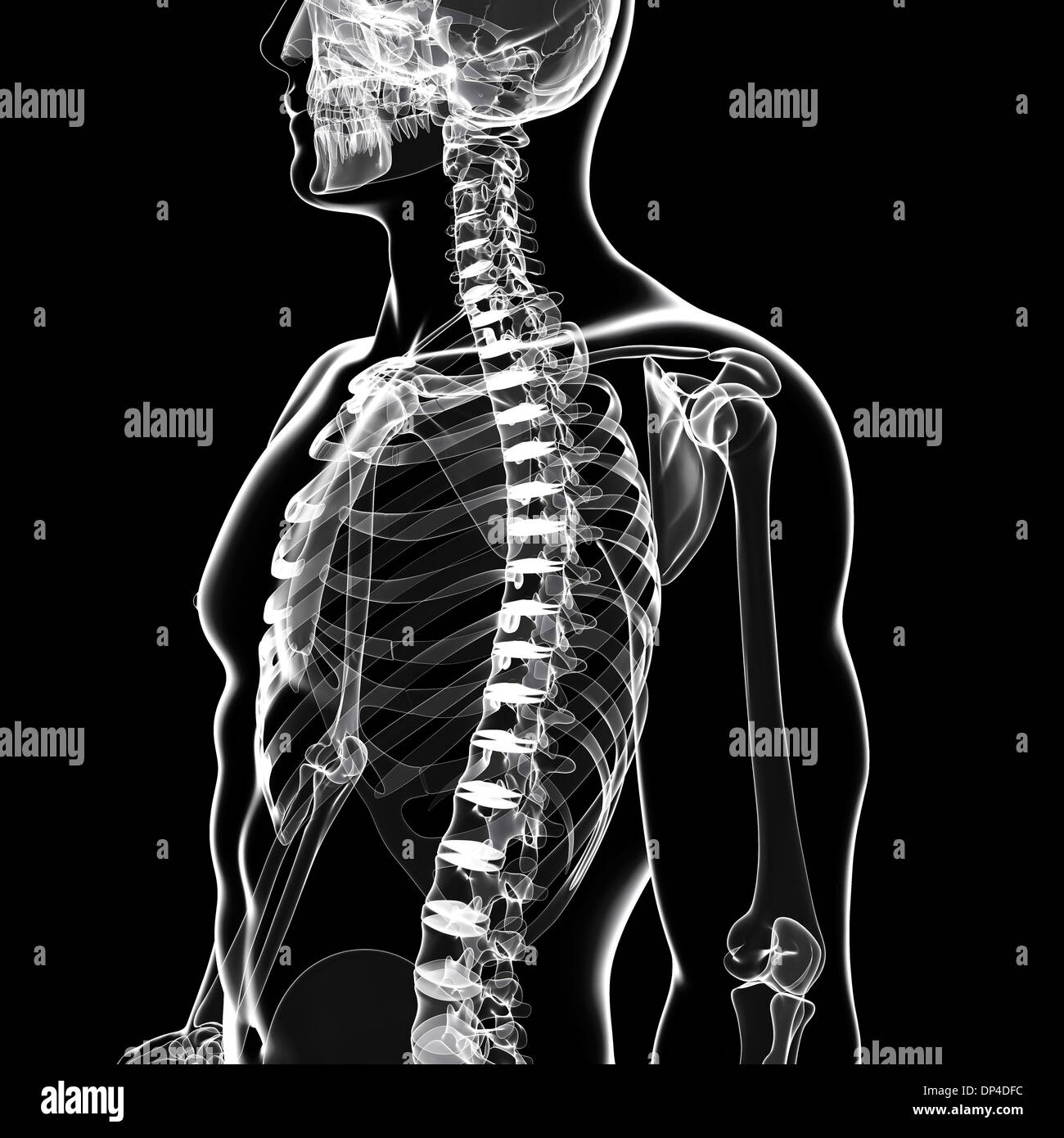 Scheletro umano, artwork Foto Stock