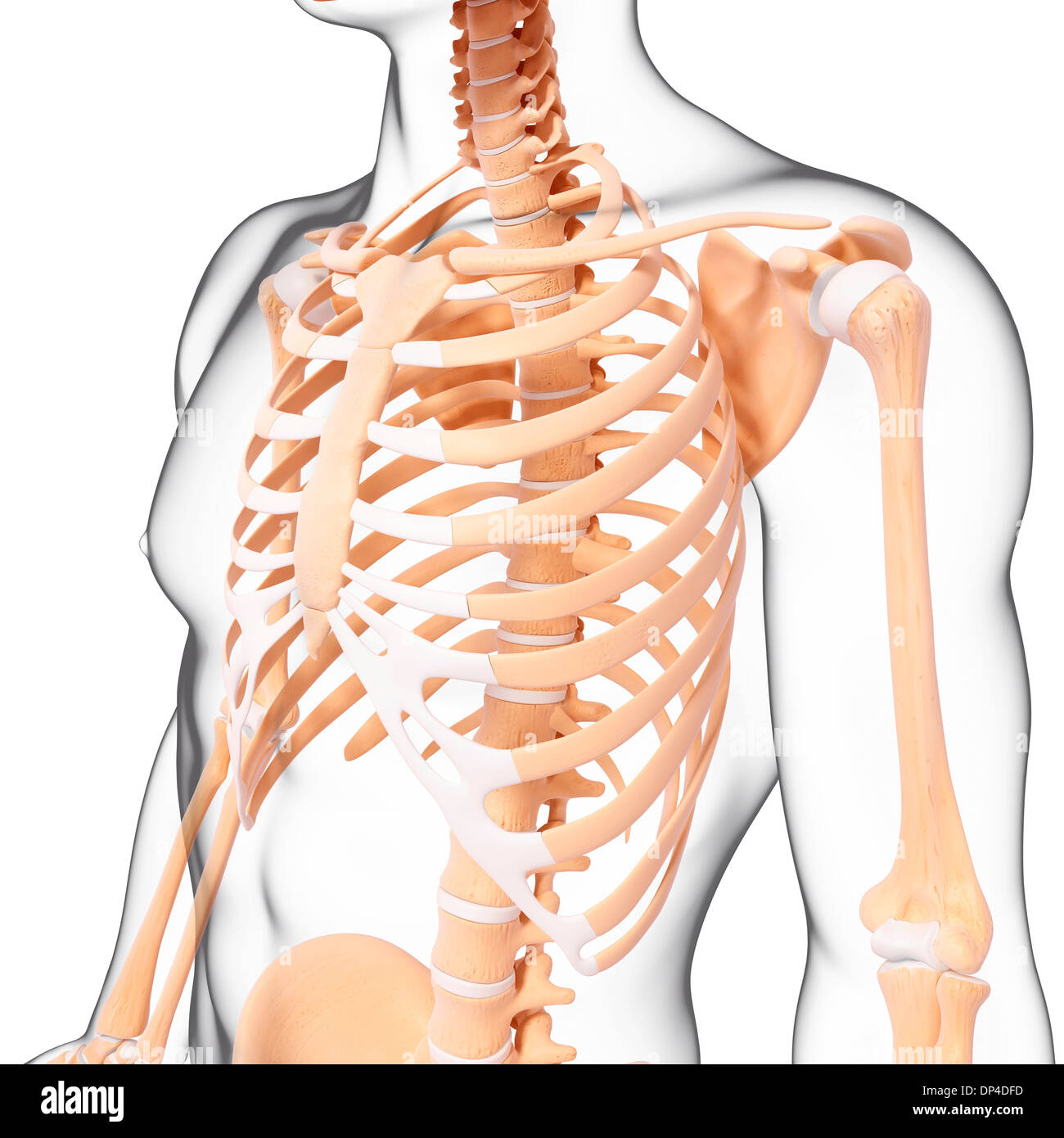 Scheletro umano, artwork Foto Stock