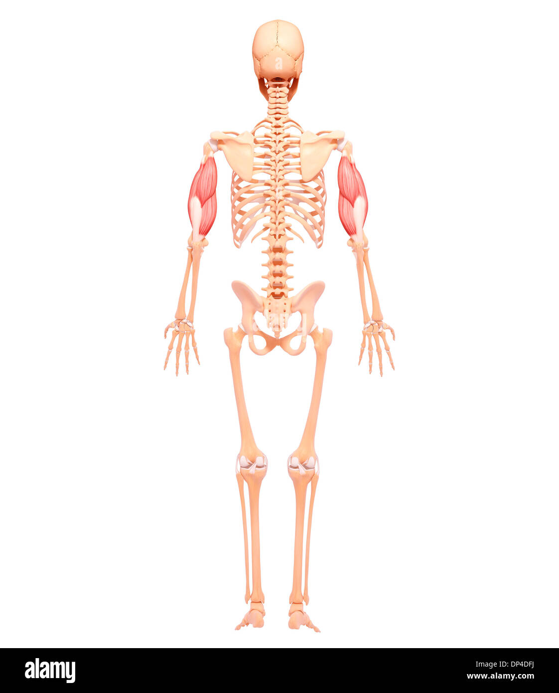 Braccio umano muscolatura, artwork Foto Stock