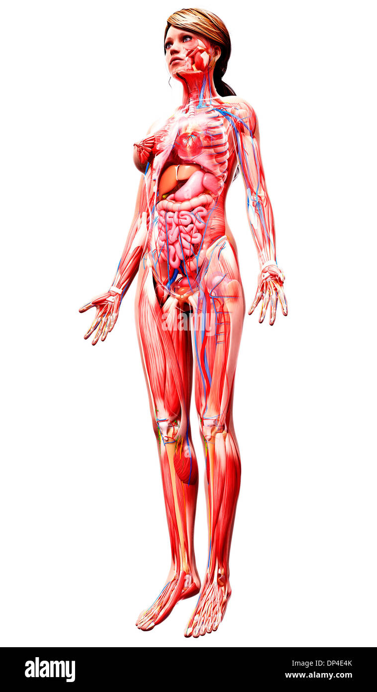 Anatomia femminile, artwork Foto Stock