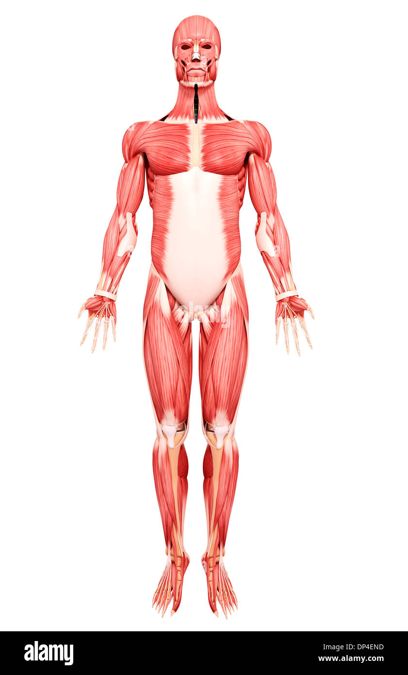 Muscolatura umana, artwork Foto Stock