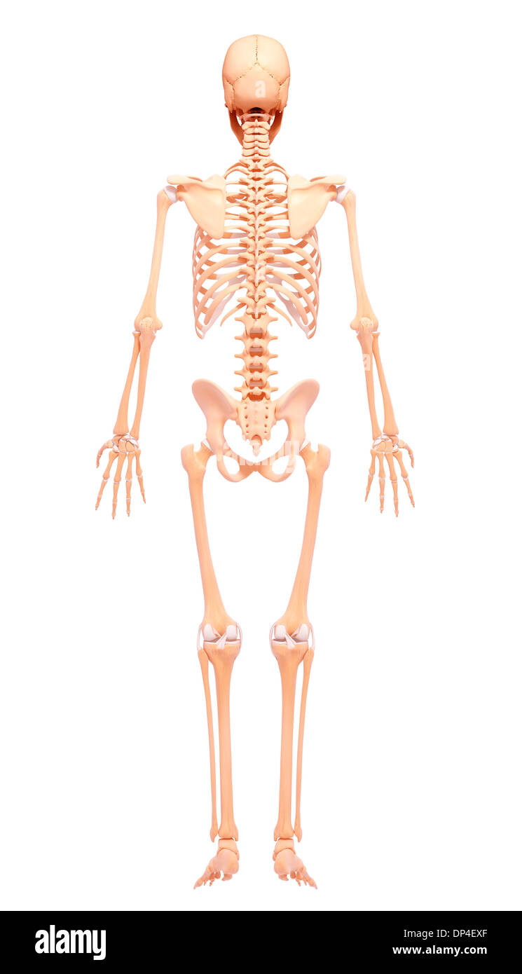 Scheletro umano, artwork Foto Stock