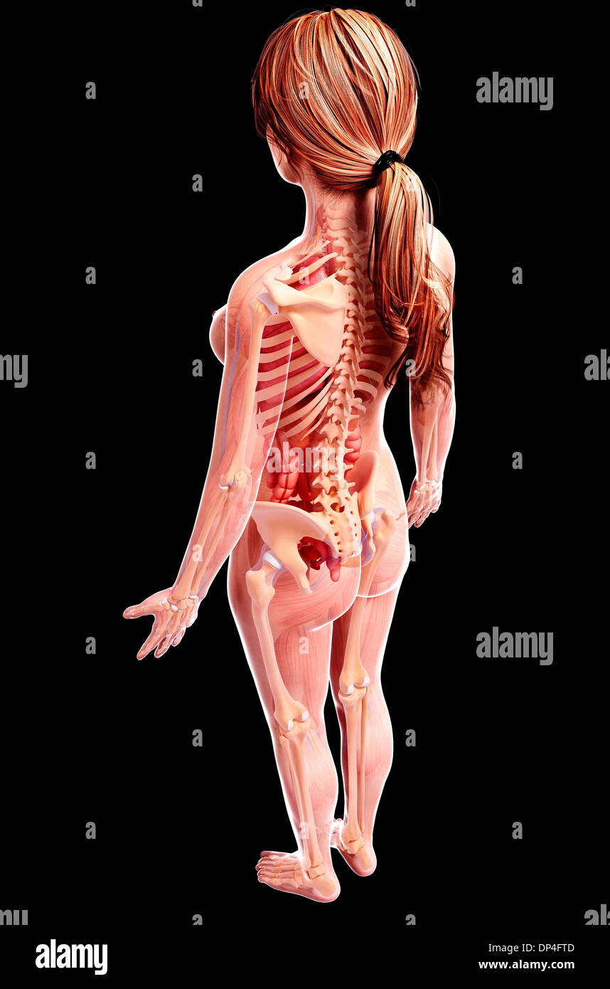 Anatomia femminile, artwork Foto Stock
