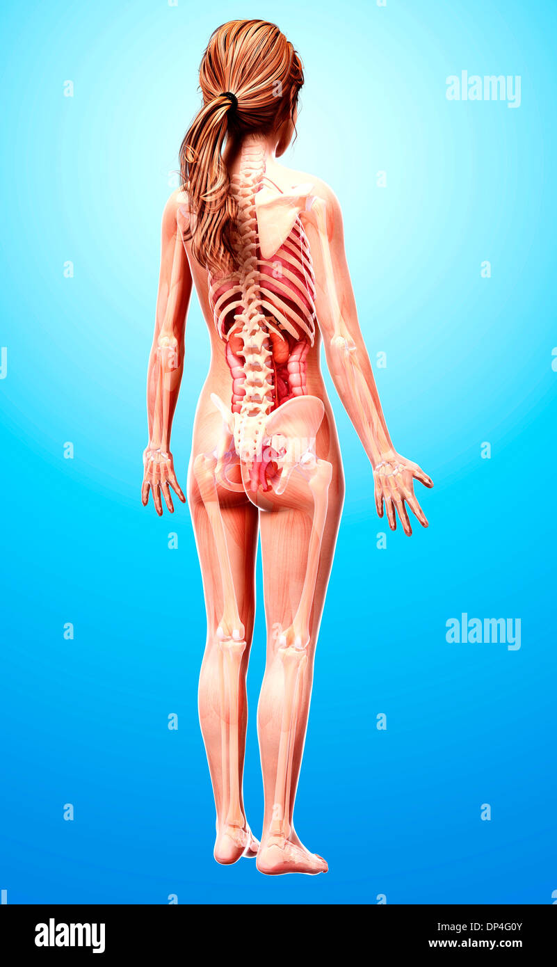 Anatomia femminile, artwork Foto Stock