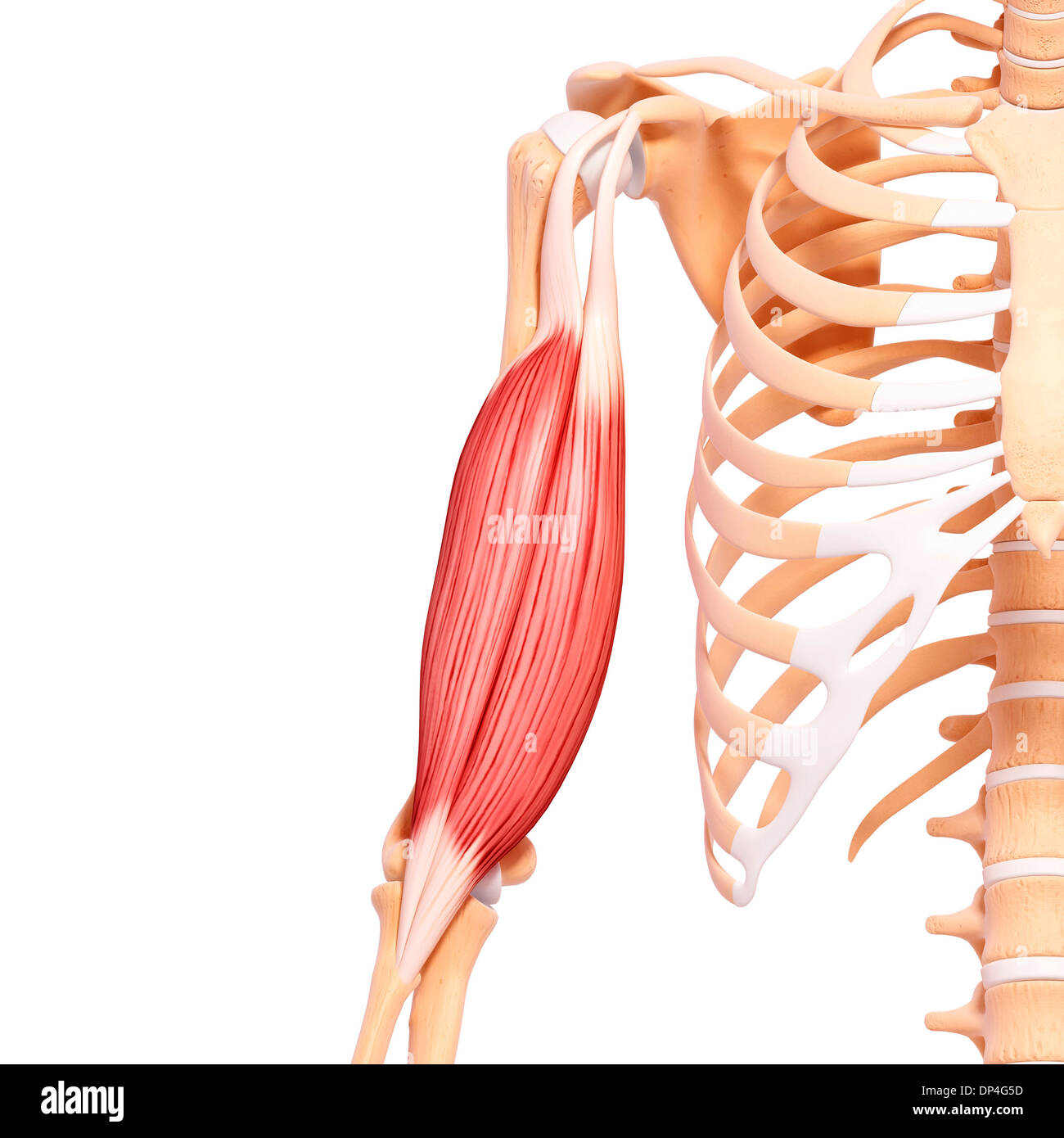 Braccio umano muscolatura, artwork Foto Stock