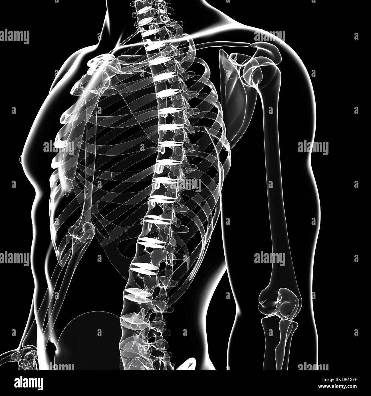 Scheletro umano, artwork Foto Stock