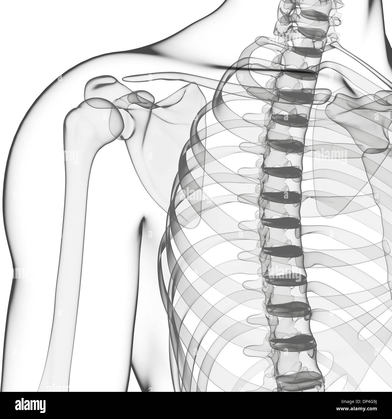 Scheletro umano, artwork Foto Stock