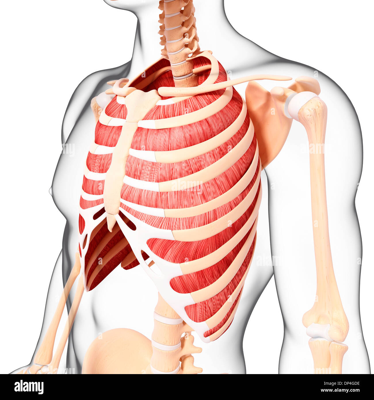 Muscolatura umana, artwork Foto Stock