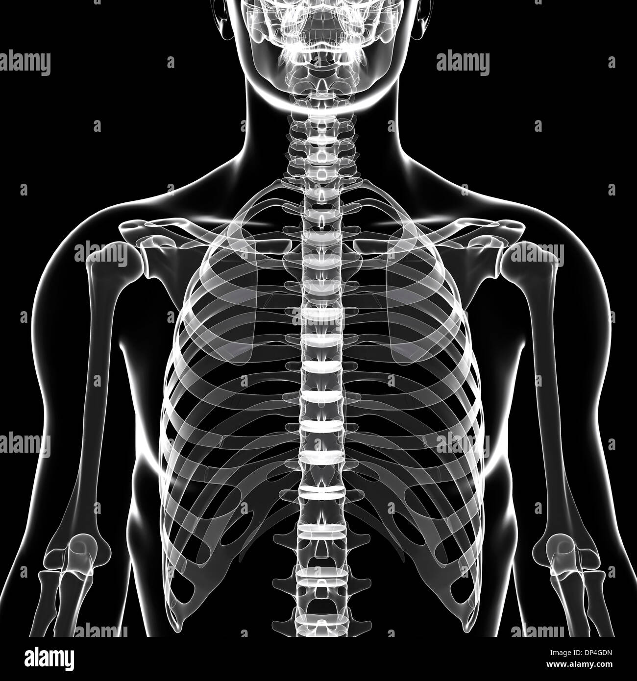 Scheletro umano, artwork Foto Stock