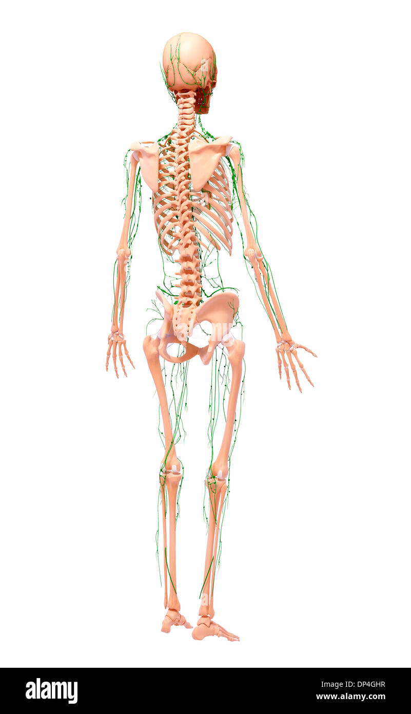 Umano sistema linfatico, artwork Foto Stock