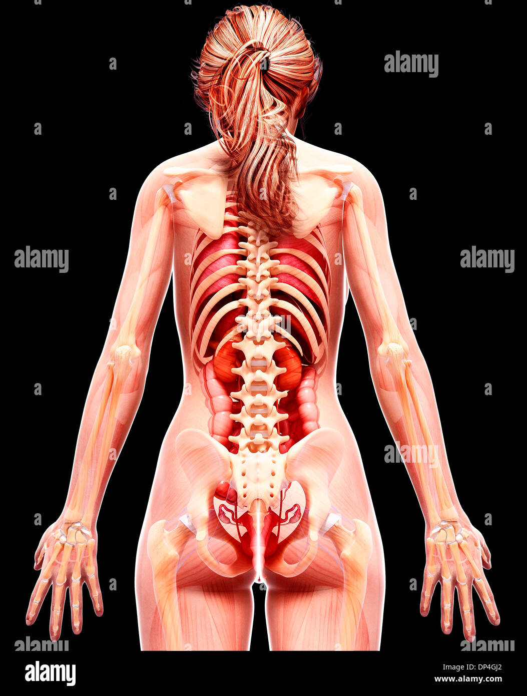 Anatomia femminile, artwork Foto Stock