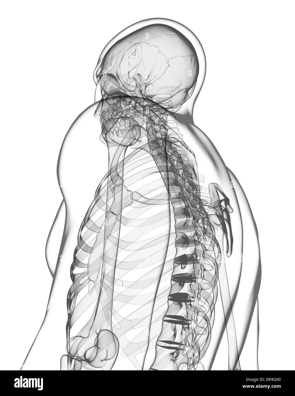 Scheletro umano, artwork Foto Stock