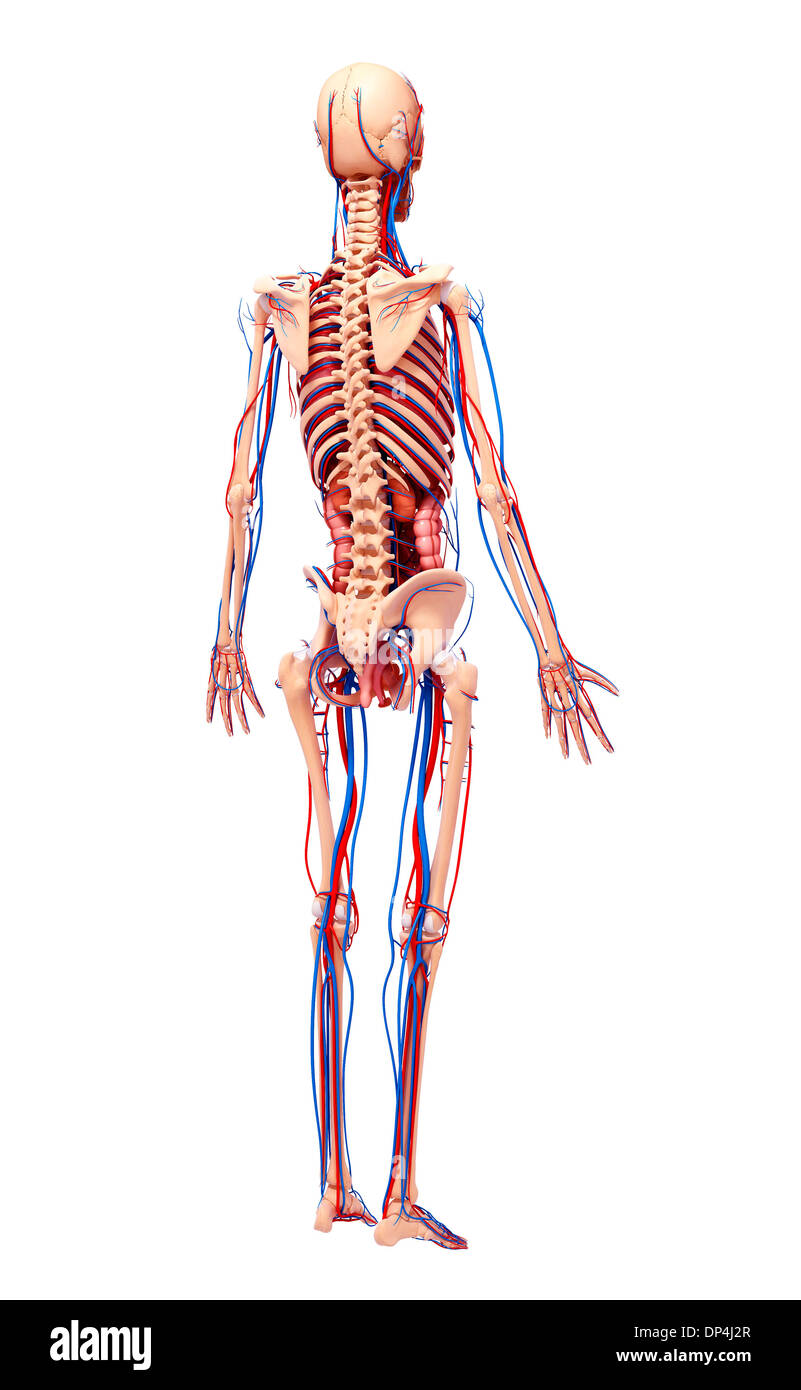 Anatomia Umana, artwork Foto Stock