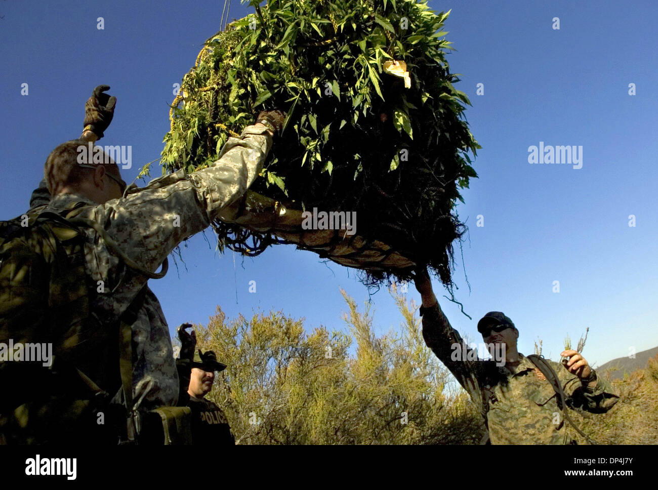 Agosto 14, 2006; Sacramento, California, Stati Uniti d'America; i funzionari assistano come un elicottero solleva le piante di marijuana da BLM terra dove venivano coltivate illegalmente. L'El Dorado sceriffo della contea reparto, insieme con la Federal Drug Enforcement Agency ha collaborato con i membri della Campagna contro la piantagione di marijuana a raid in due posizioni off Salmon Falls Road in El Dorado County inizio lunedì, Au Foto Stock