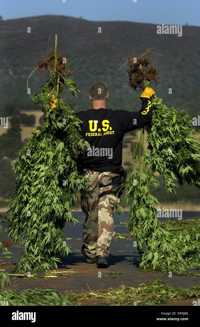 Agosto 14, 2006; Sacramento, California, Stati Uniti d'America; Gordon Taylor (cq) un agente speciale con la DEA porta le piante di marijuana rimosso da una vicina area di robusti Lunedì, Agosto 14, 2006. L'El Dorado sceriffo della contea reparto, insieme con la Federal Drug Enforcement Agency ha collaborato con i membri della Campagna contro la piantagione di marijuana a raid in due posizioni off Salmon Falls Road in El Dorado Foto Stock