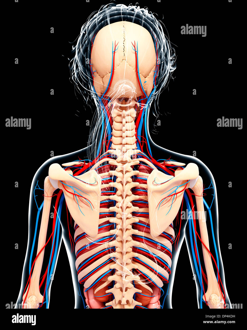 Anatomia femminile, artwork Foto Stock