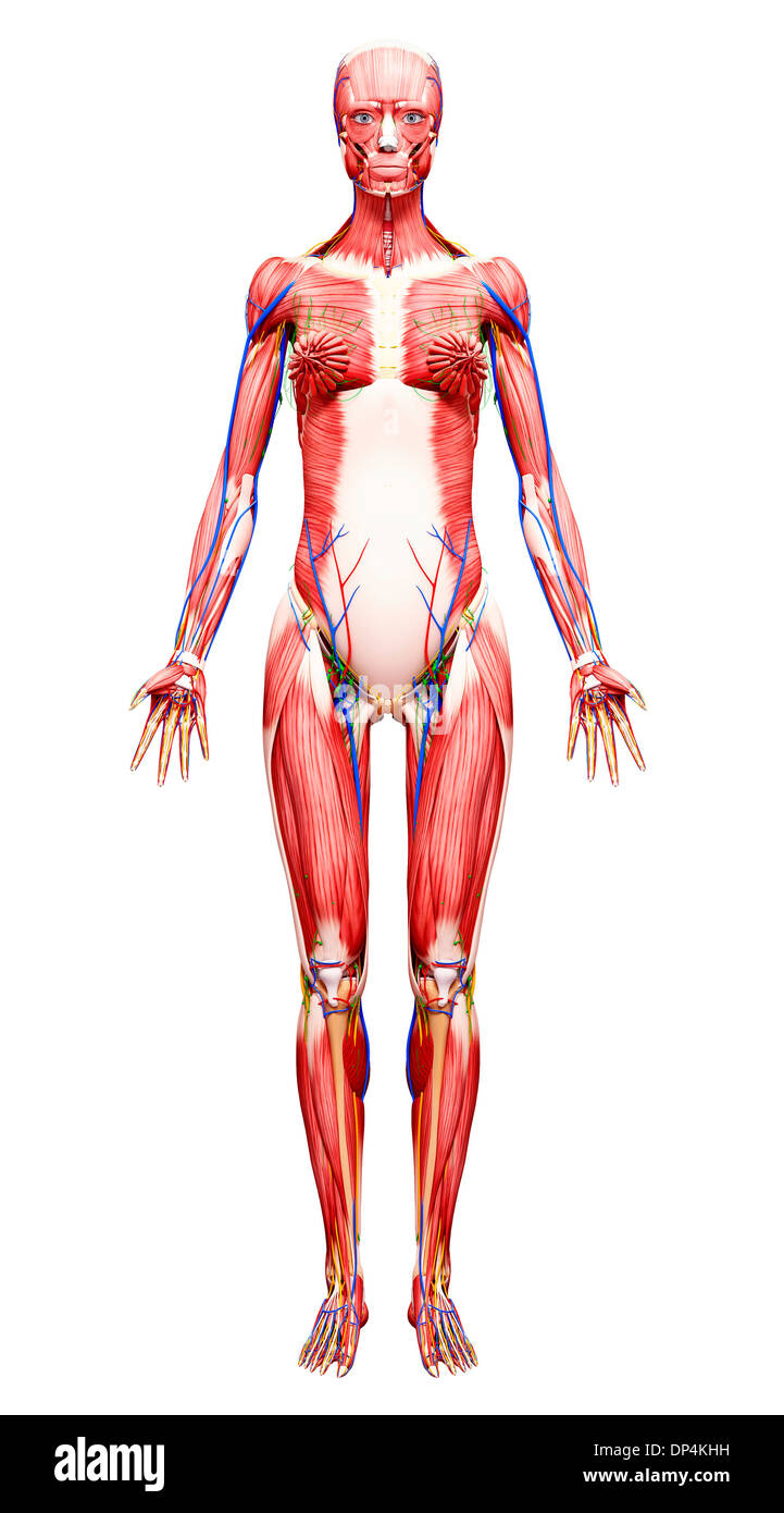 Anatomia femminile, artwork Foto Stock