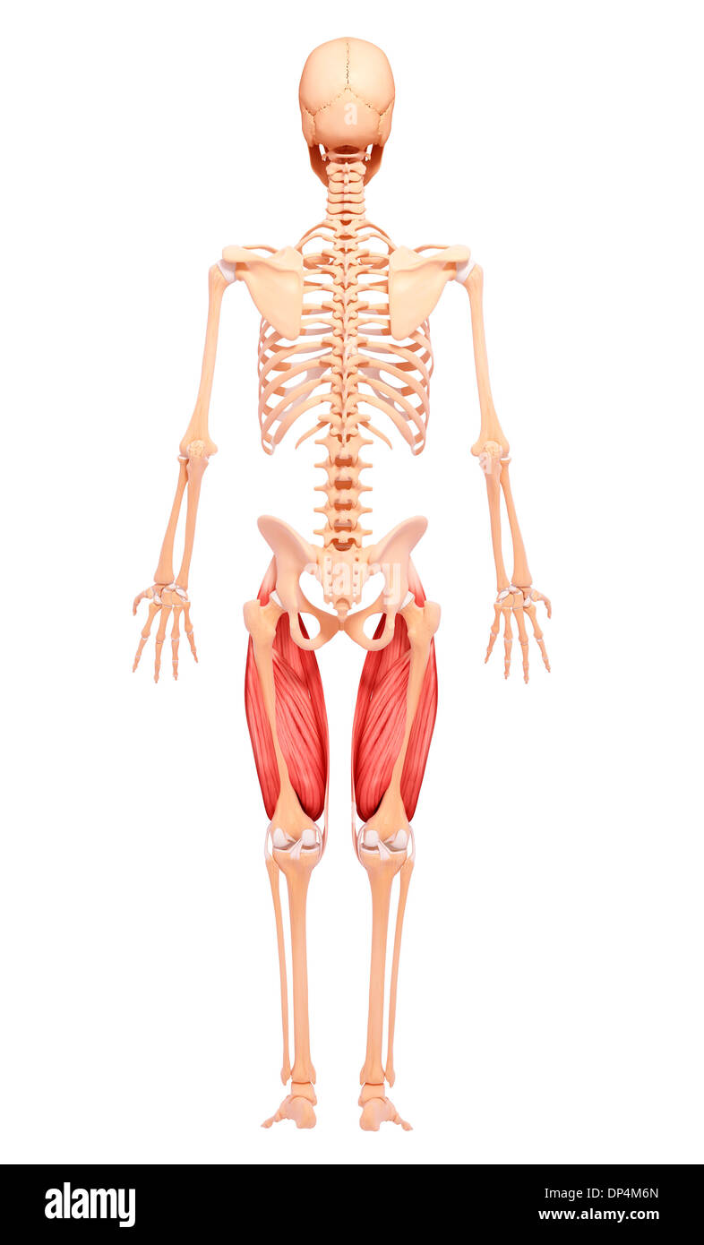 Gamba umana la muscolatura, artwork Foto Stock