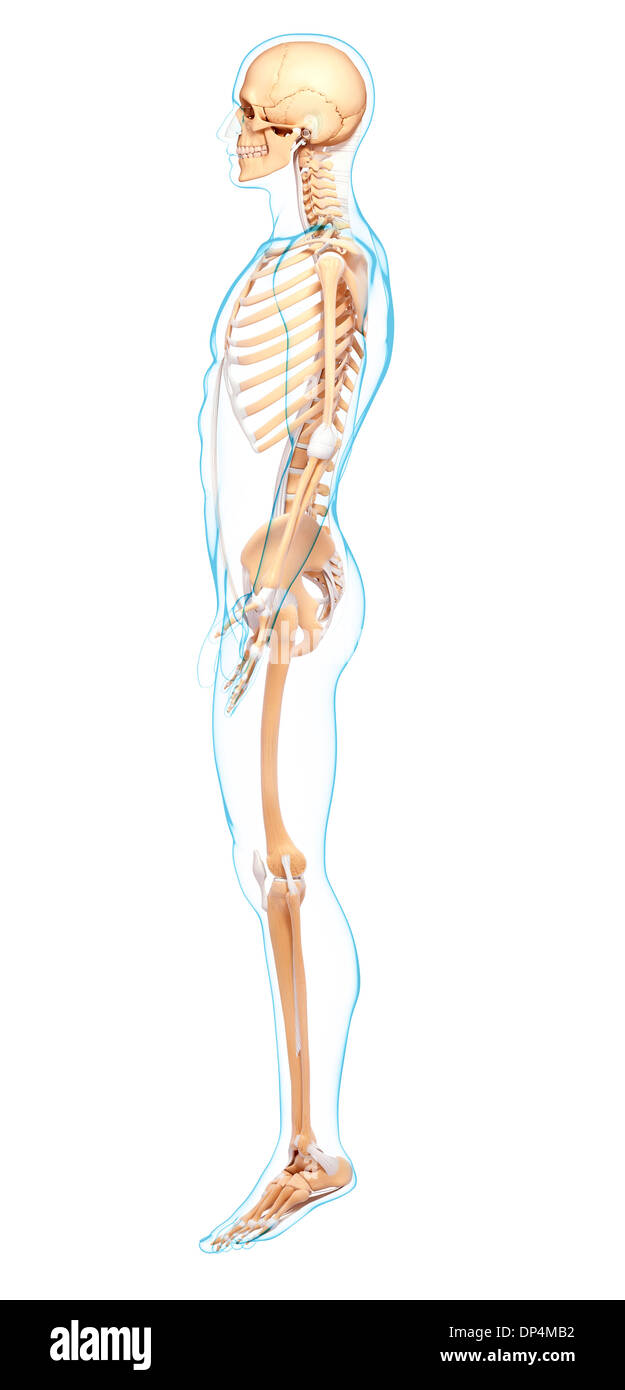 Scheletro umano, artwork Foto Stock