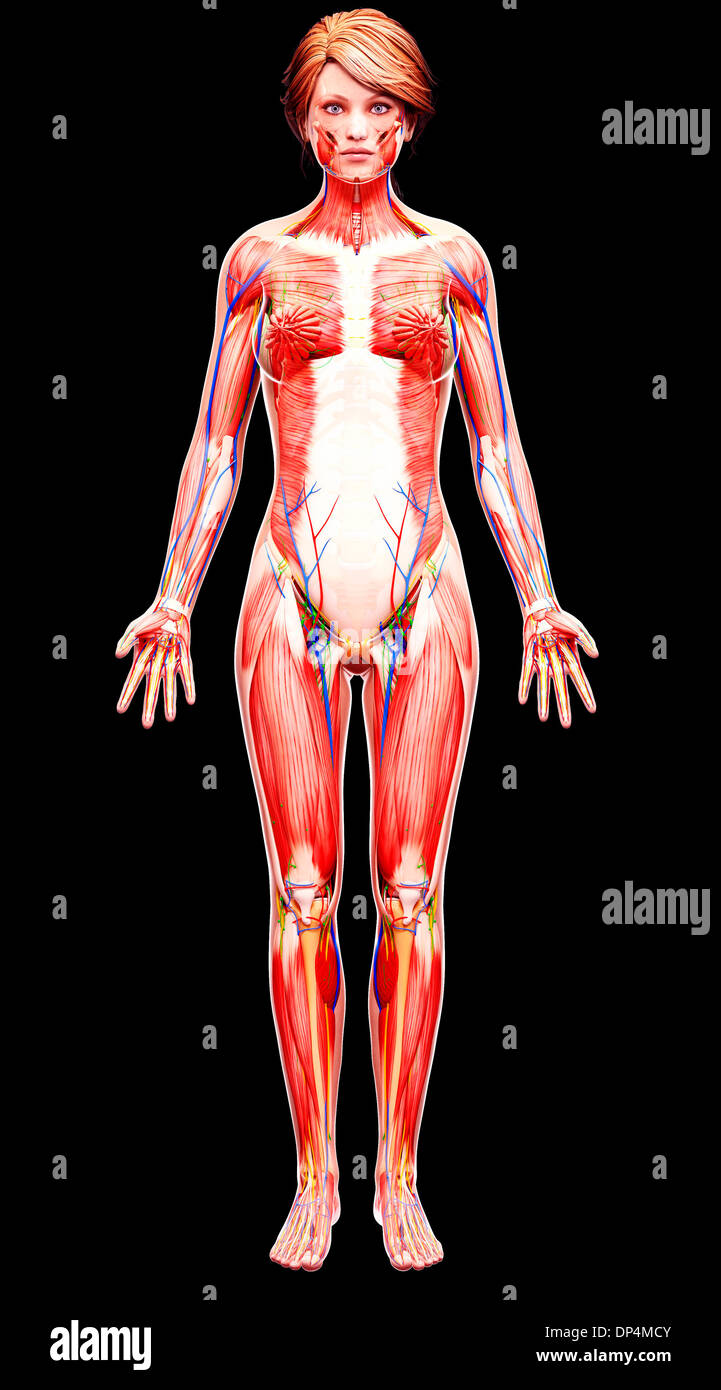 Anatomia femminile, artwork Foto Stock
