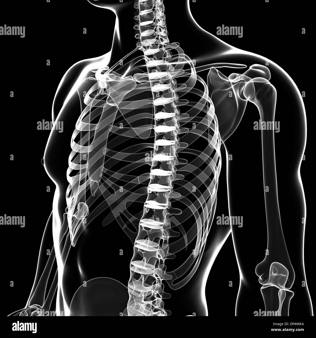 Scheletro umano, artwork Foto Stock