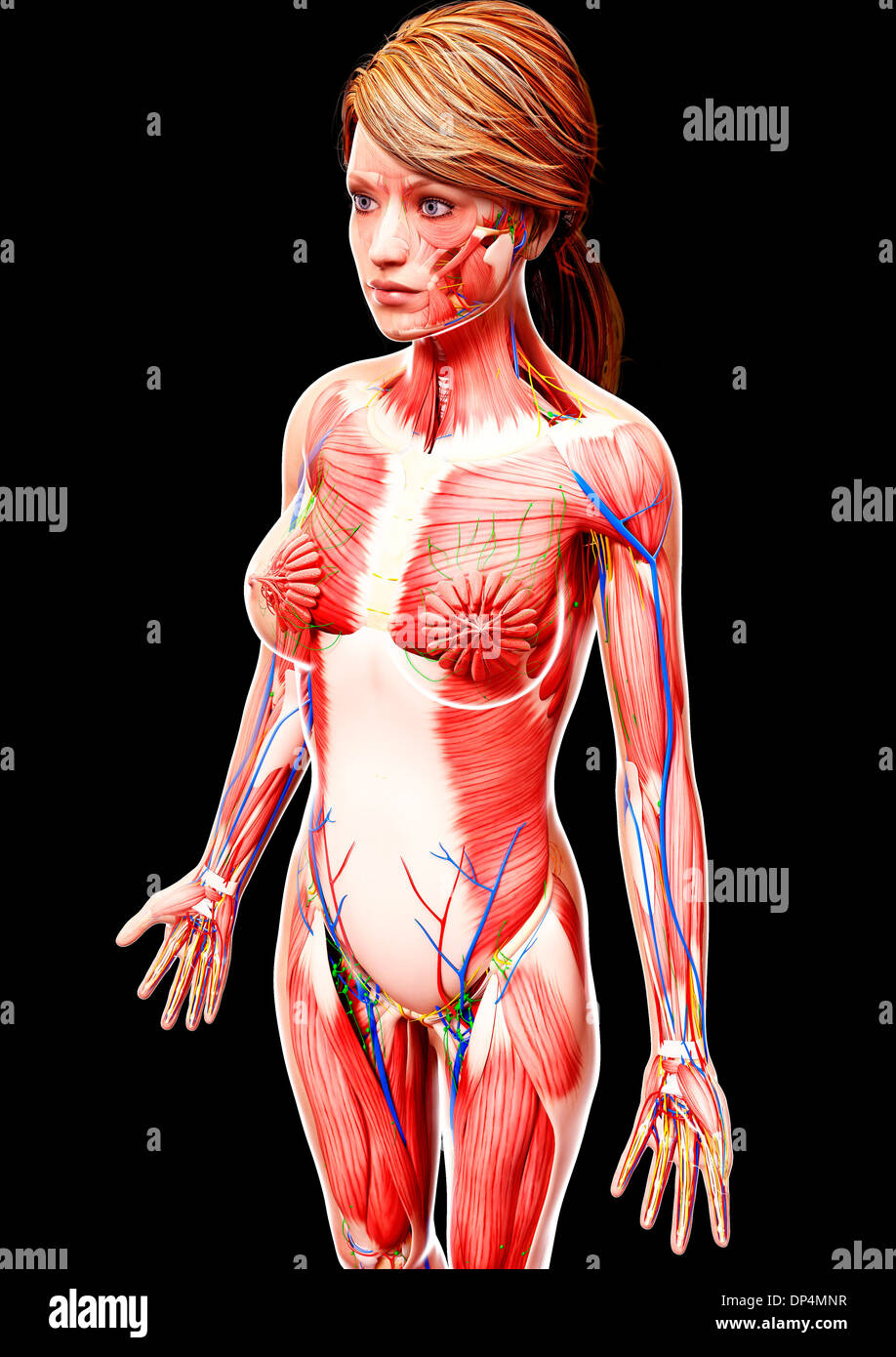 Anatomia femminile, artwork Foto Stock