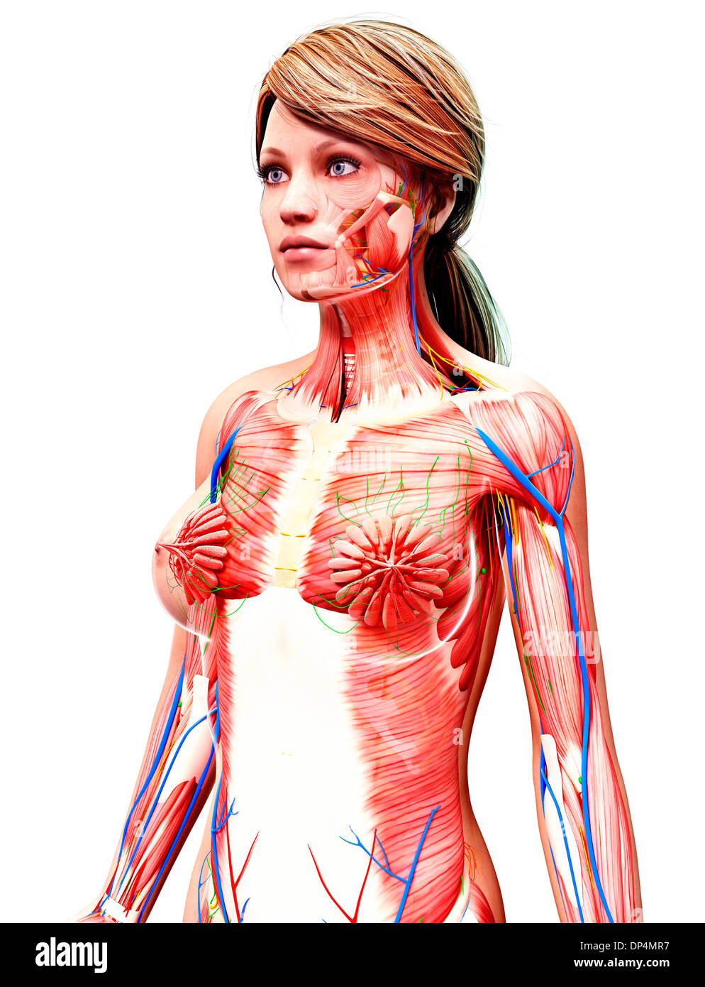 Anatomia femminile, artwork Foto Stock