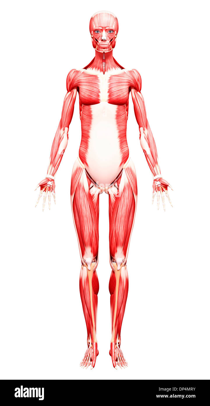 Muscolatura femminile, artwork Foto Stock