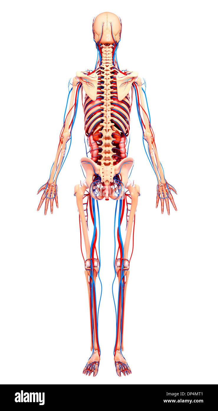 Anatomia femminile, artwork Foto Stock