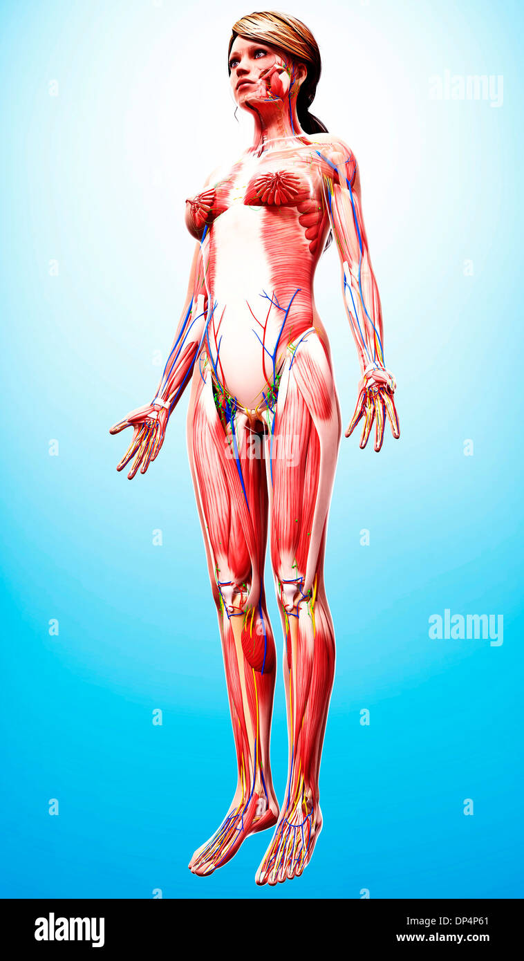 Anatomia femminile, artwork Foto Stock