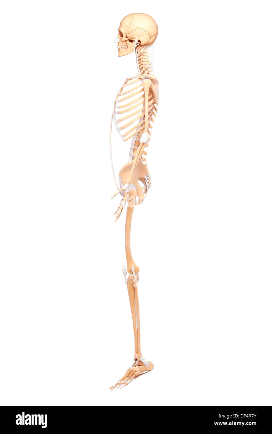Scheletro umano, artwork Foto Stock