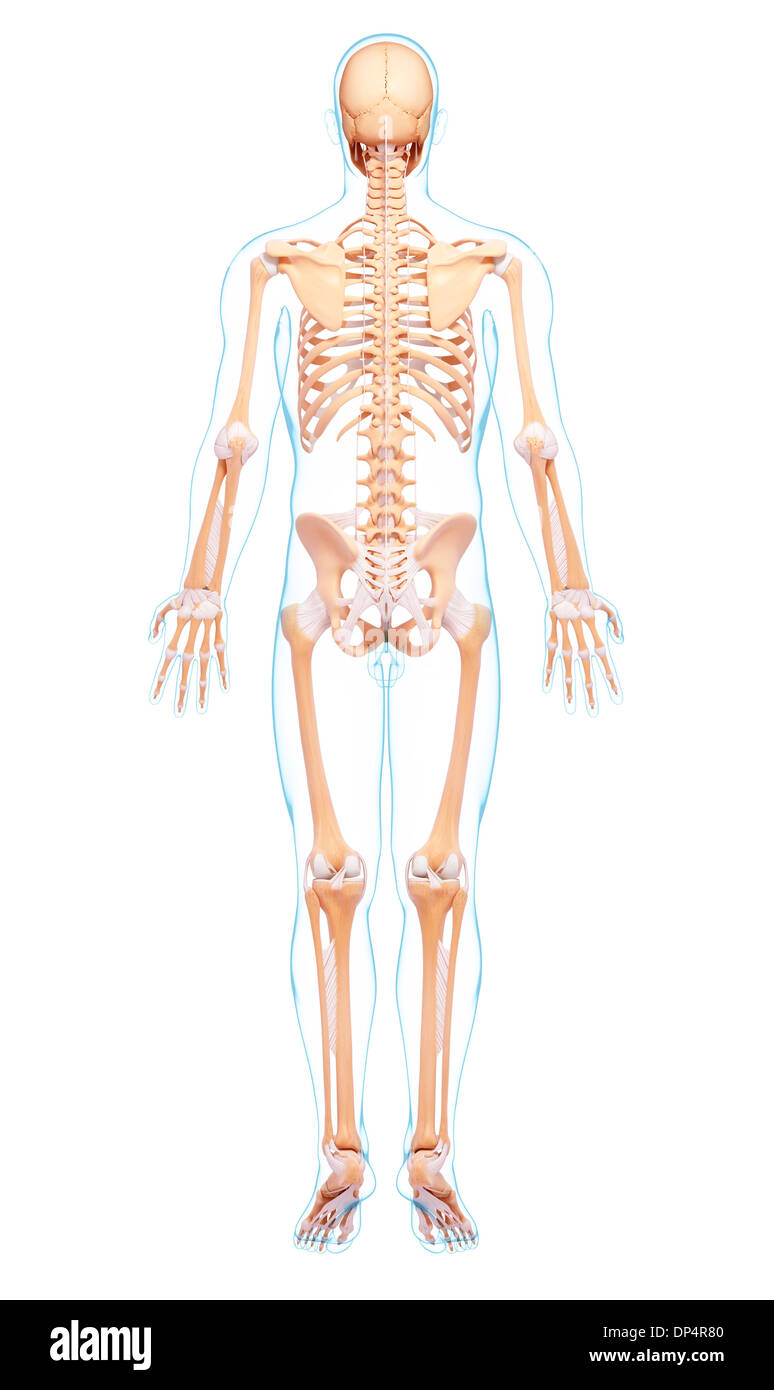 Scheletro umano, artwork Foto Stock