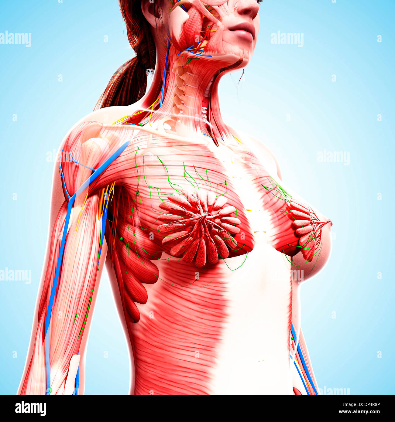 Anatomia femminile, artwork Foto Stock