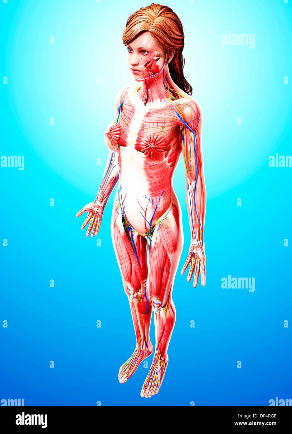 Anatomia femminile, artwork Foto Stock